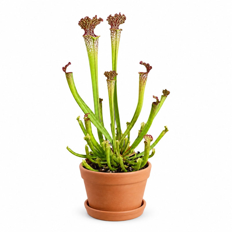 Sarracenia Farnhamii - 40cm Detail