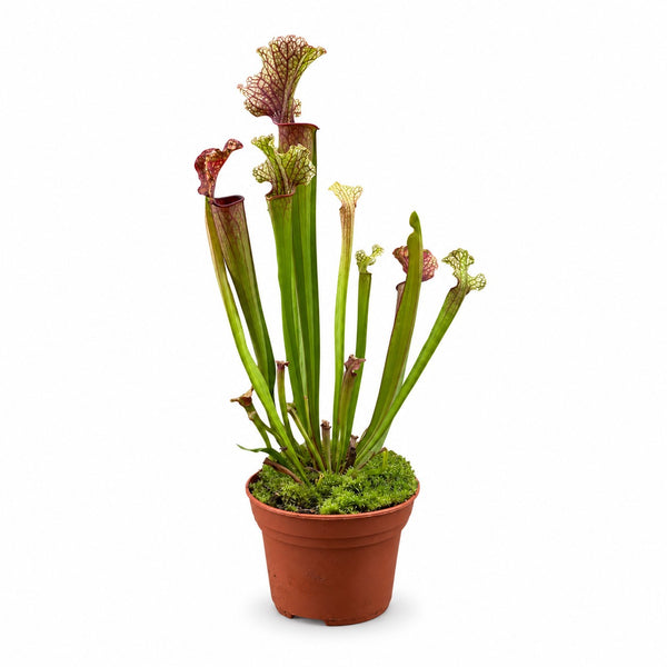 Sarracenia Judith Hindle - 30cm im Kulturtopf