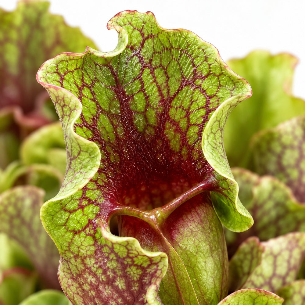 Sarracenia, Nahaufnahme Blatt