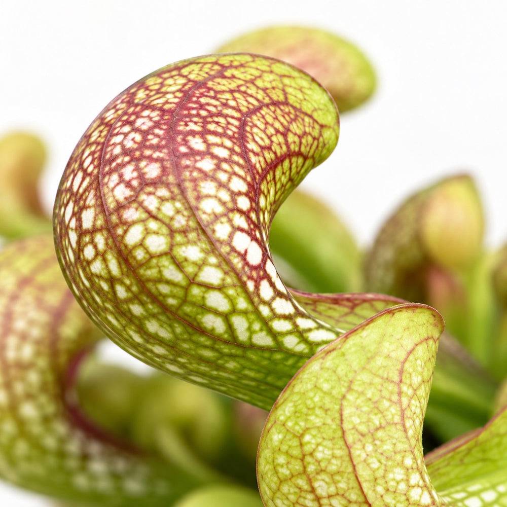 Sarracenia Psittacina, Nahaufnahme Blatt