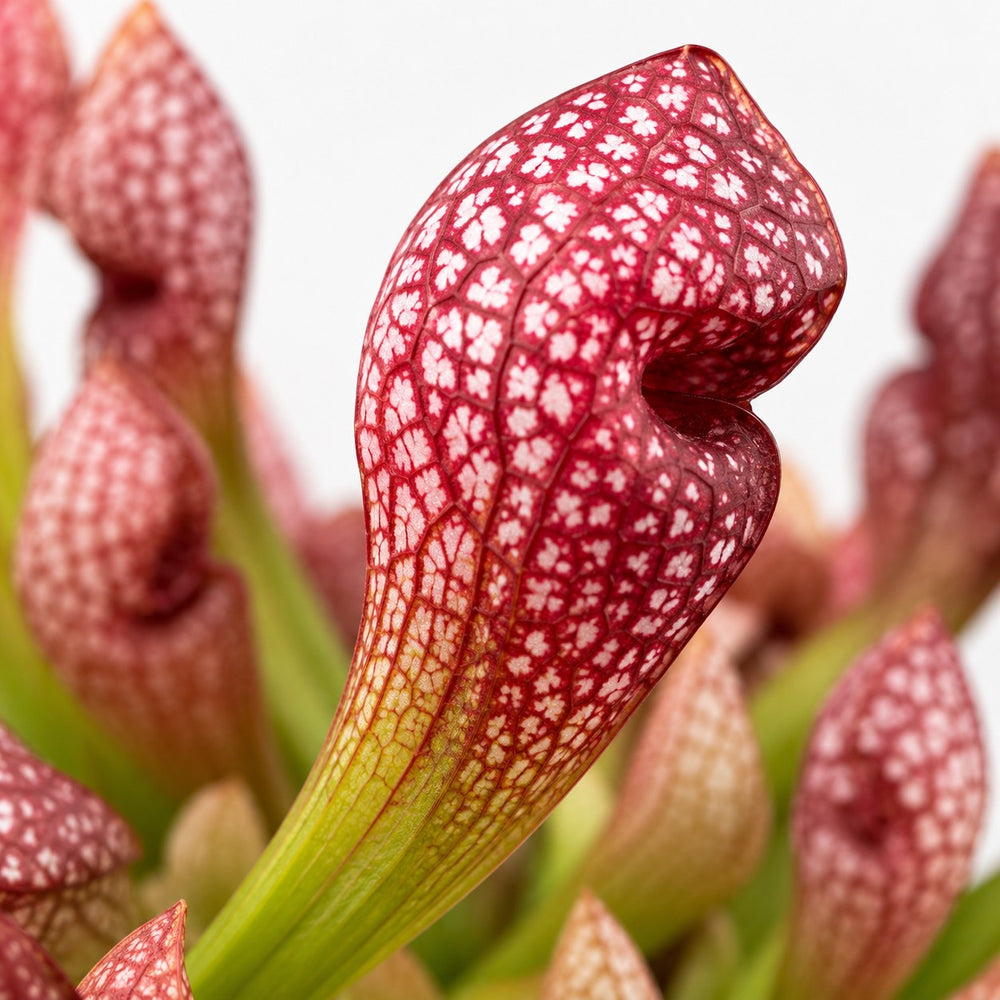 Sarracenia Scarlet Belle, Nahaufnahme Blatt
