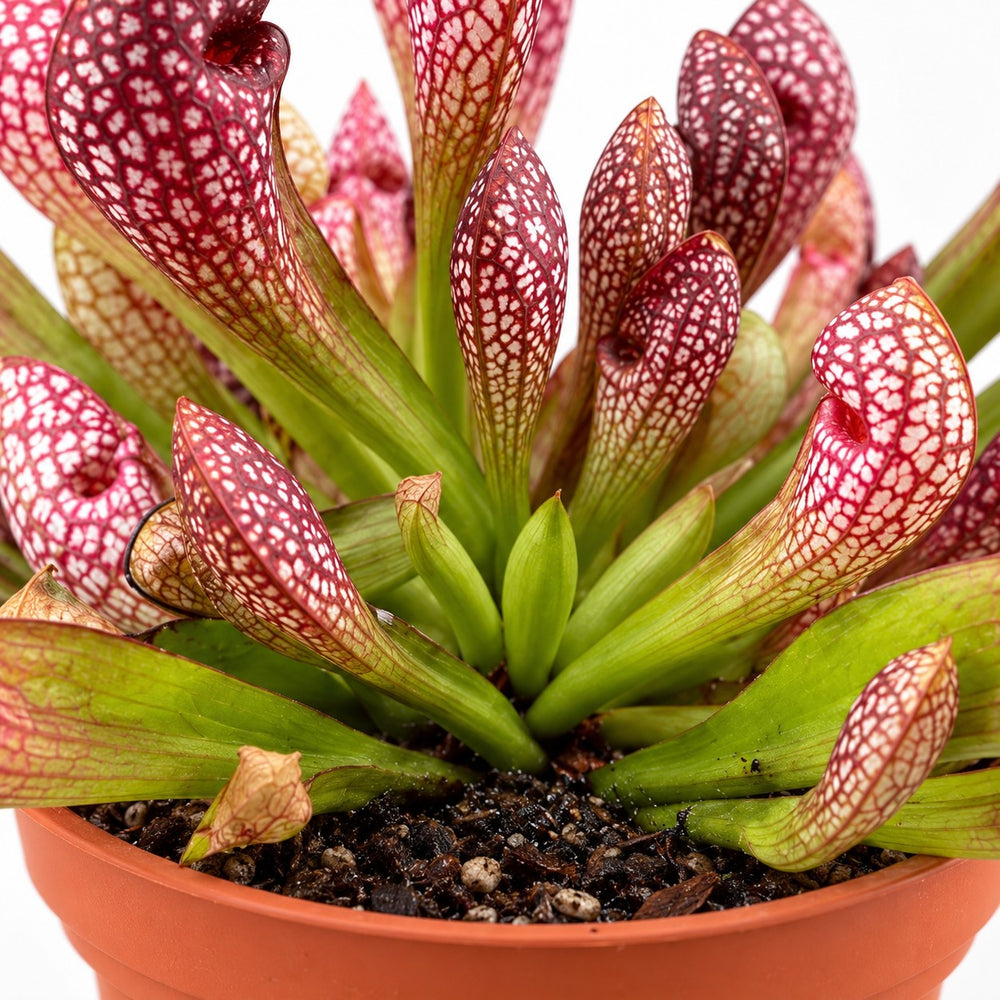 Sarracenia Scarlet Belle, Nahaufnahme Wuchs und Triebansatz