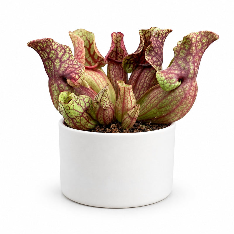 Sarracenia Venosa - 20cm Detail