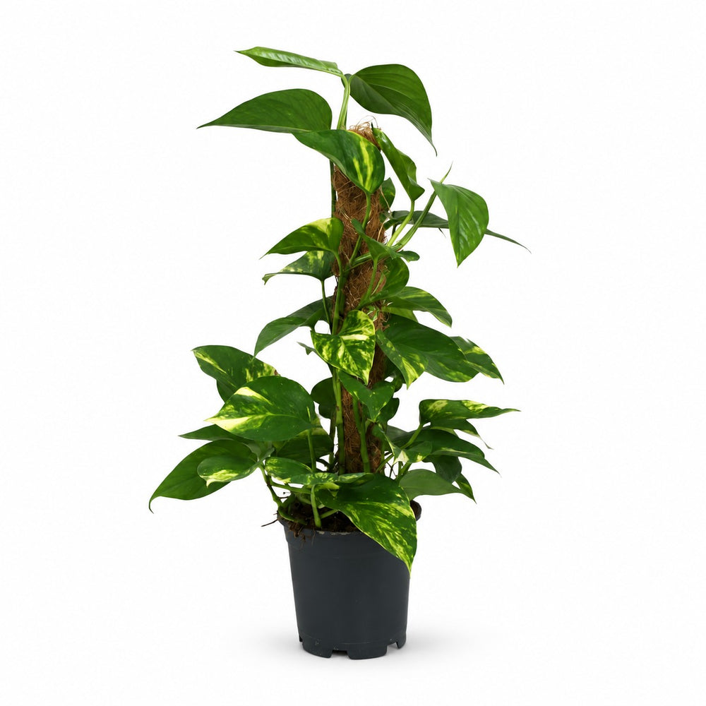 Scindapsus Epipremnum (50cm, Ø15cm) im Kulturtopf