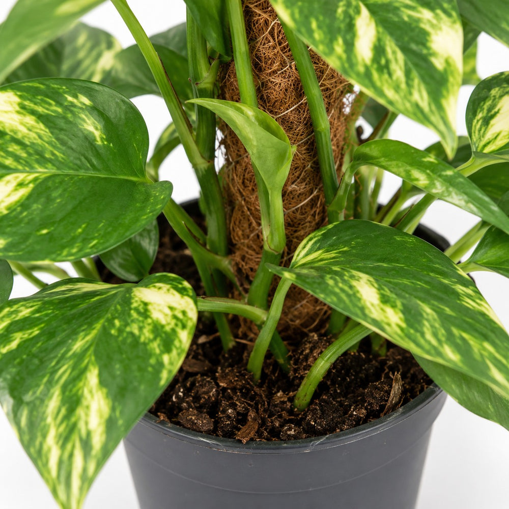 Scindapsus Epipremnum (50cm, Ø15cm), Nahaufnahme Wuchs und Triebansatz