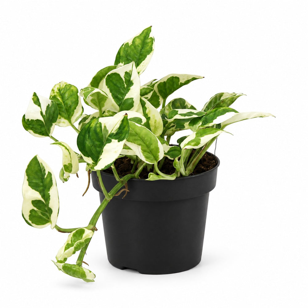 Scindapsus N’Joy (15cm, Ø12cm) im Kulturtopf