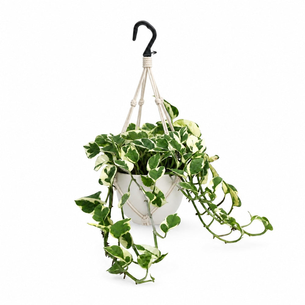 Scindapsus N’Joy (35cm, Ø15cm), Stylingbeispiel im Übertopf (Übertopf nicht enthalten)