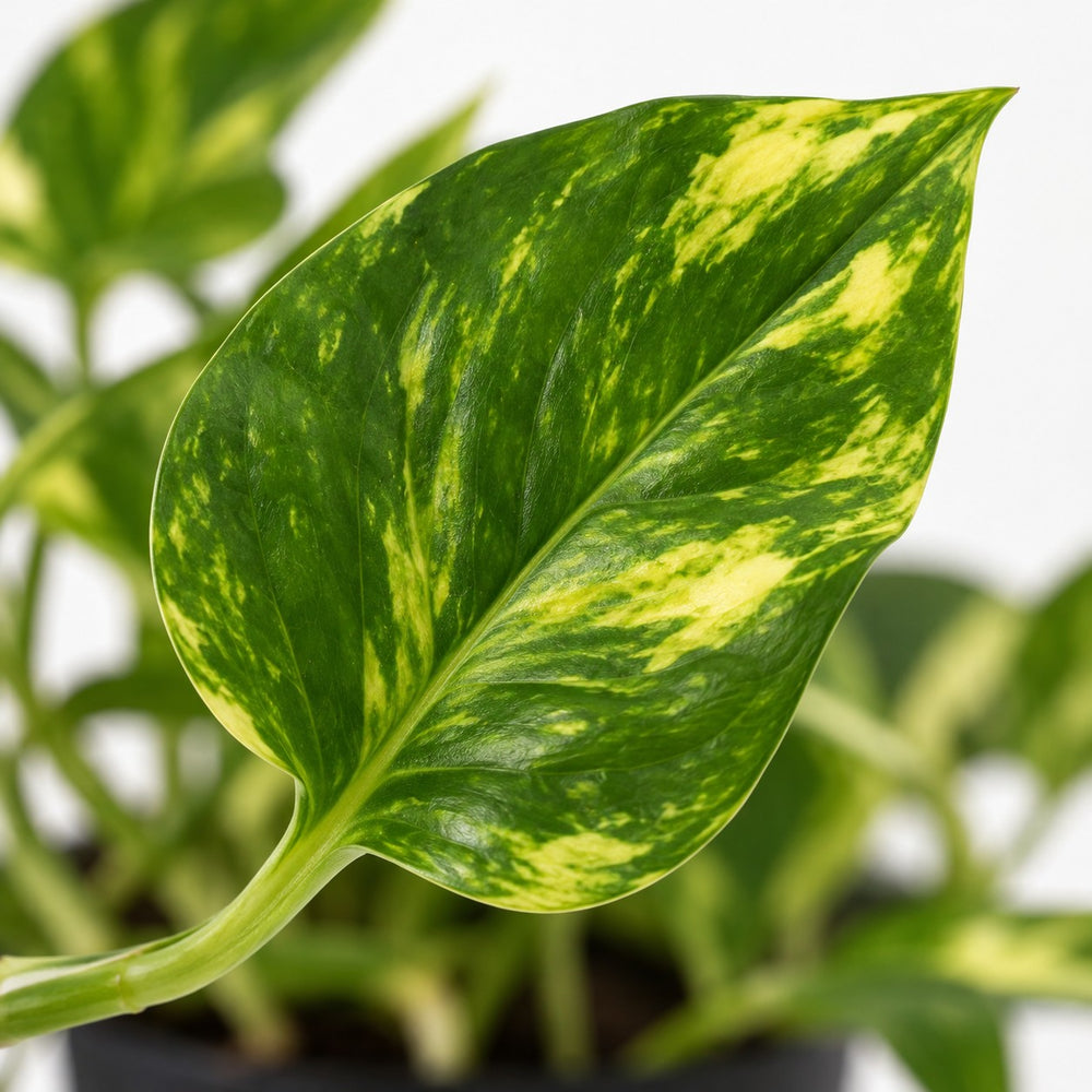 Scindapsus Njoy Gold, Nahaufnahme Blatt