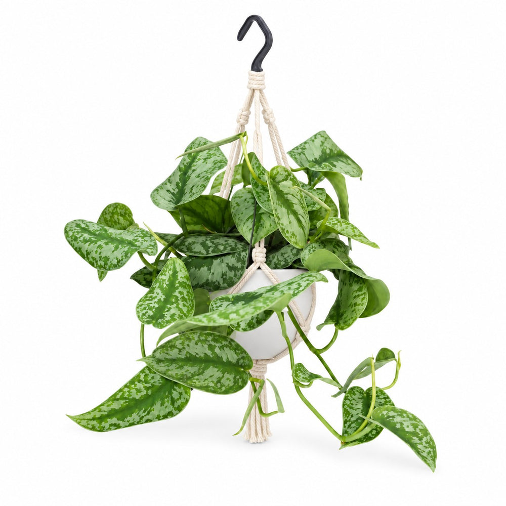 Scindapsus Pictus Trebie (25cm, Ø15cm), Stylingbeispiel im Übertopf (Übertopf nicht enthalten)