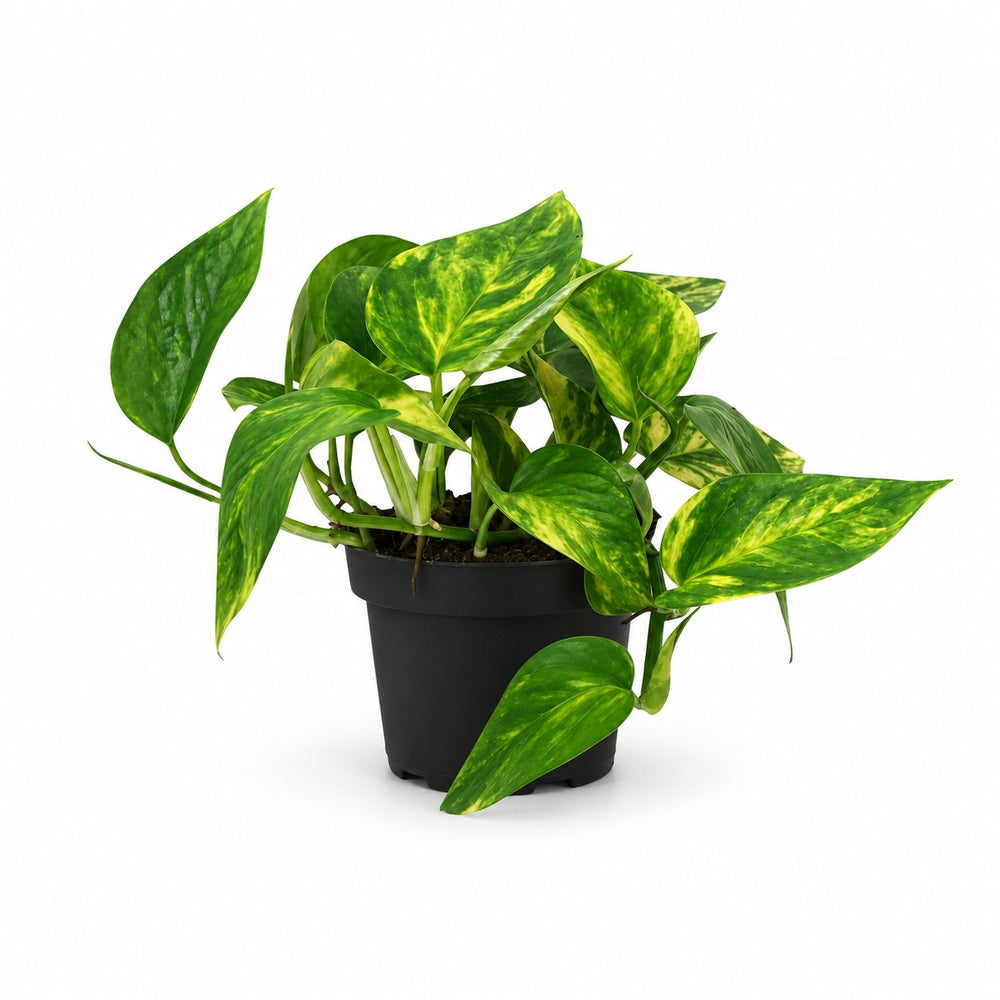 Scindapsus Pinnatum HiColor - 20cm im Kulturtopf