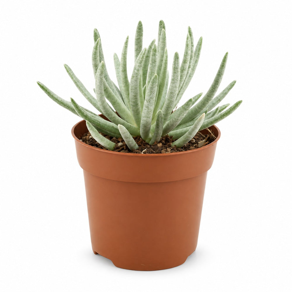 Senecio Scaposus - 15cm im Kulturtopf
