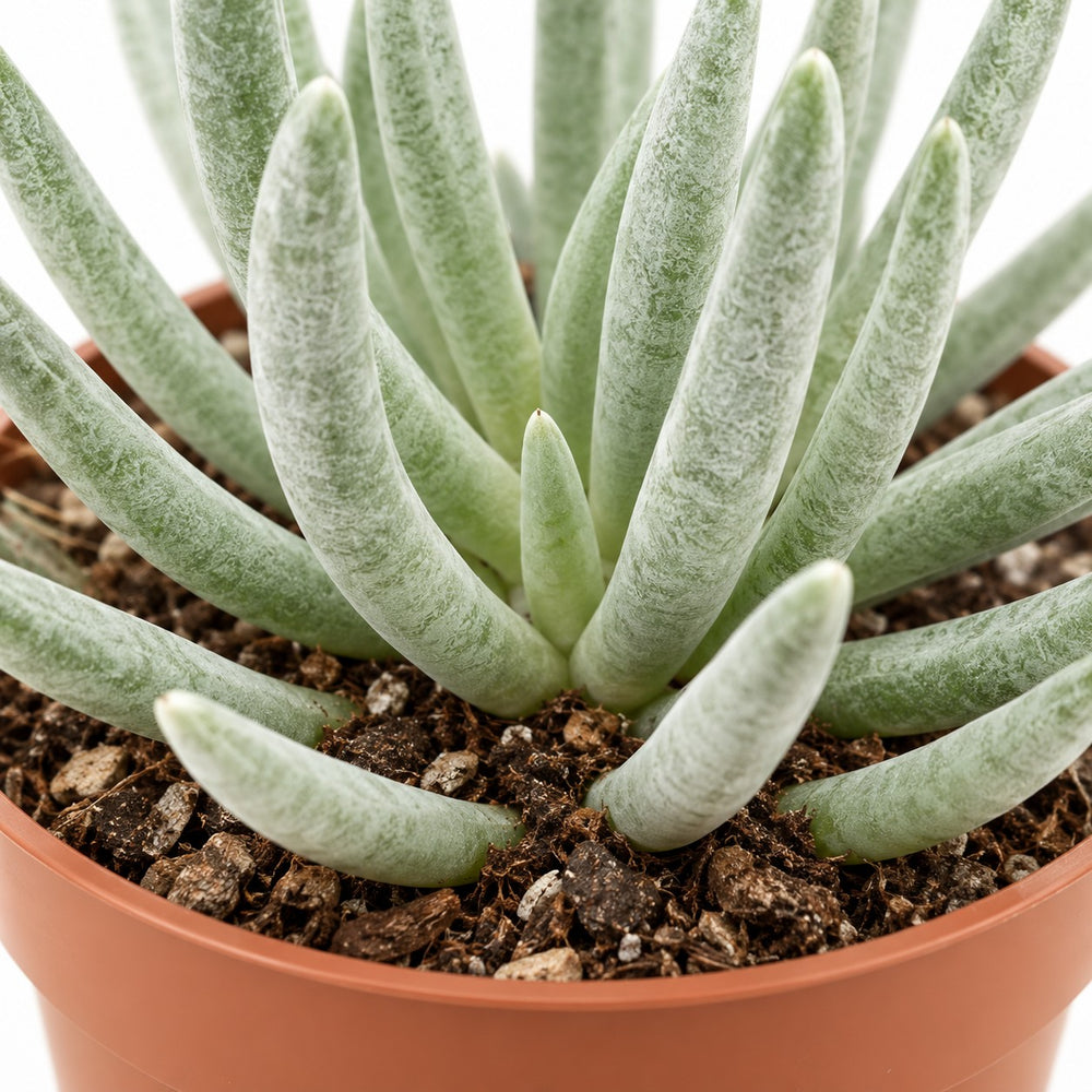 Senecio Scaposus, Nahaufnahme Wuchs und Triebansatz