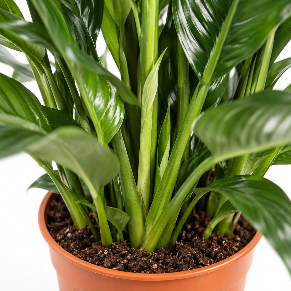 Spathiphyllum Bellini, Nahaufnahme Wuchs und Triebansatz