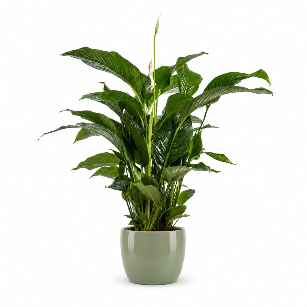 Spathiphyllum Bellini - 100cm, Stylingbeispiel im Übertopf (Übertopf nicht enthalten)
