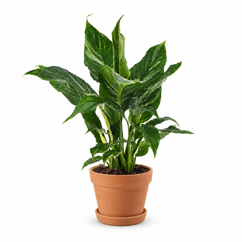 Spathiphyllum Diamond - 40cm Detail