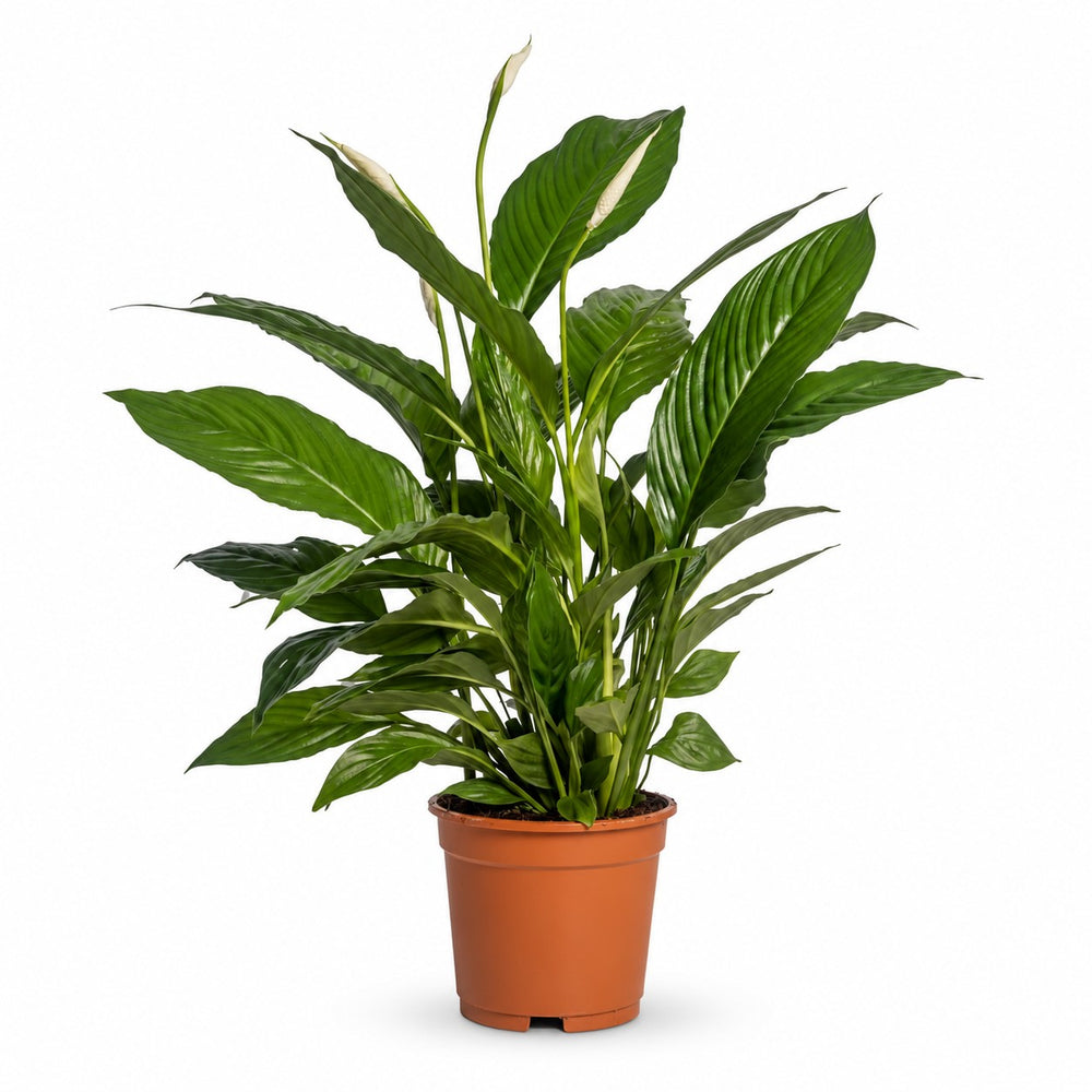 Spathiphyllum Vivaldi - 70cm im Kulturtopf