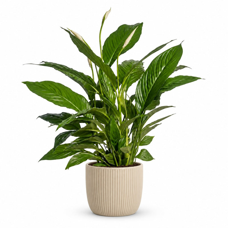 Spathiphyllum Vivaldi - 70cm Detail