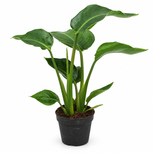Strelitzia Nicolai - 35cm im Kulturtopf