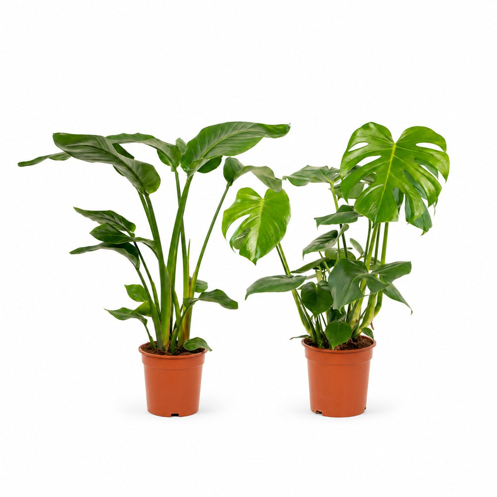 Strelitzia Nicolai - 85cm und Monstera Deliciosa - 75cm im Kulturtopf