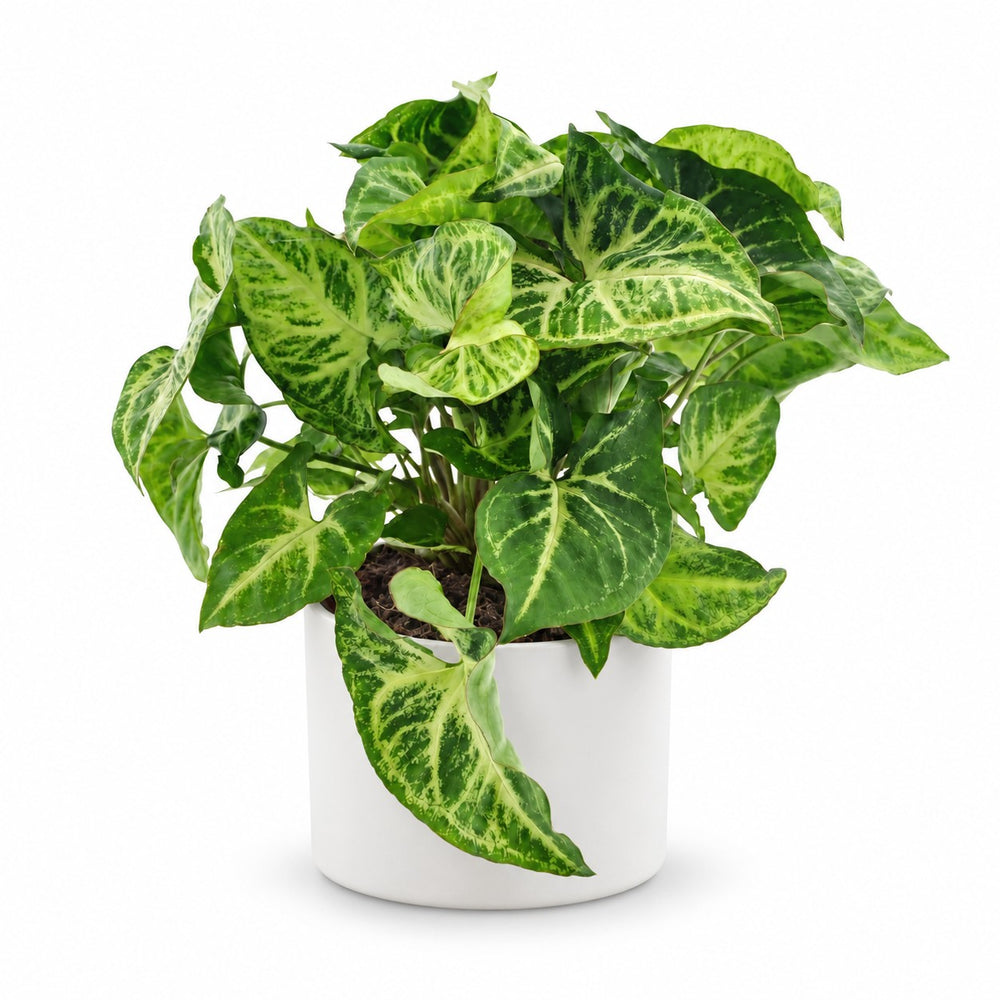 Syngonium Arrow - 25cm, Stylingbeispiel im Übertopf (Übertopf nicht enthalten)