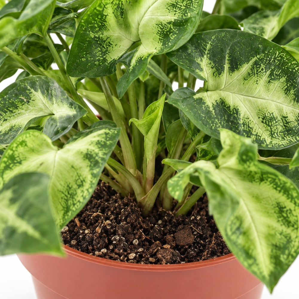 Syngonium Pixie, Nahaufnahme Wuchs und Triebansatz