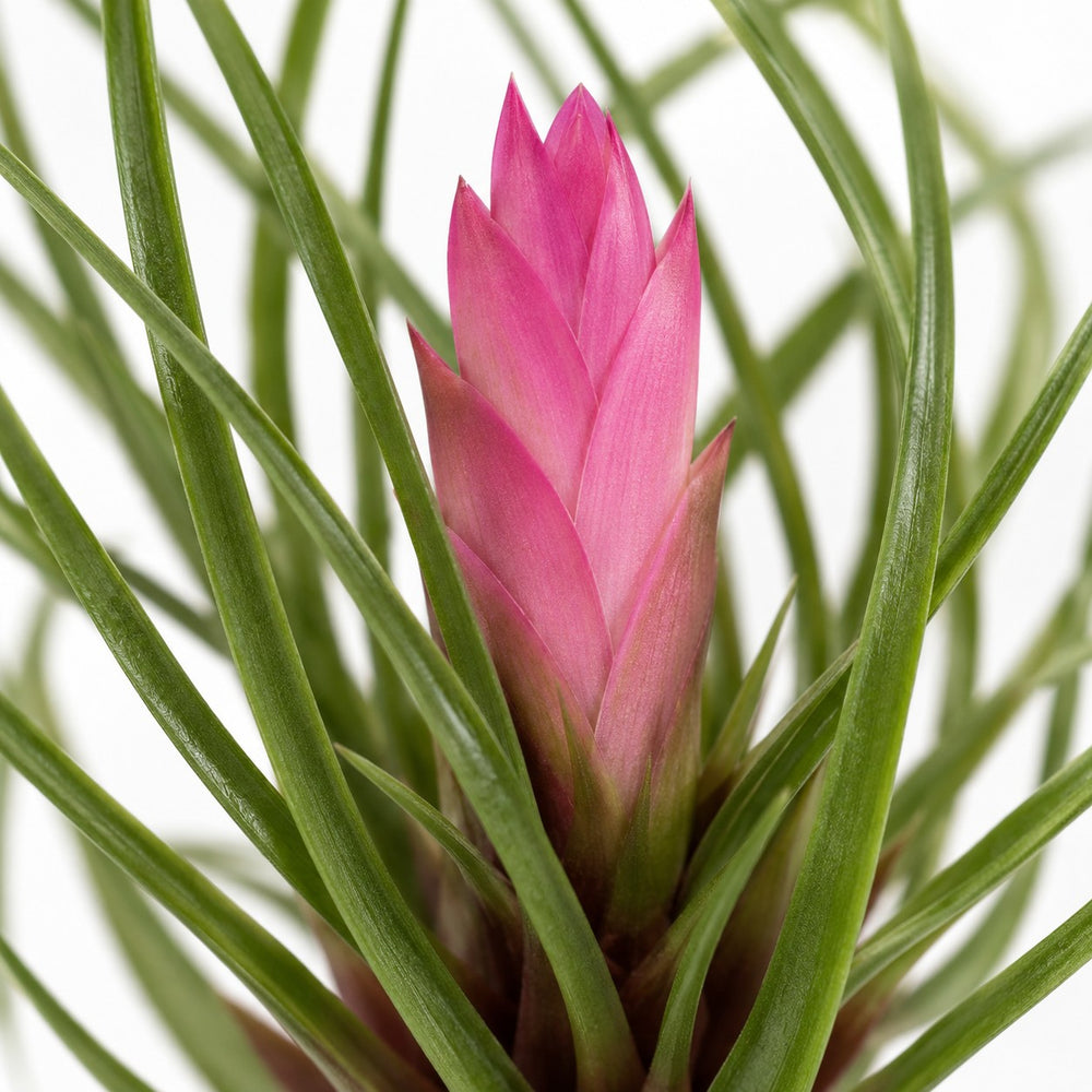 Tillandsia Cyanea, Nahaufnahme Blatt