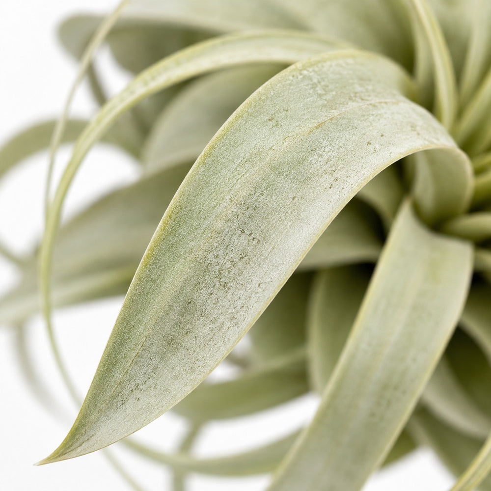 Tillandsia King Xero, Nahaufnahme Blatt