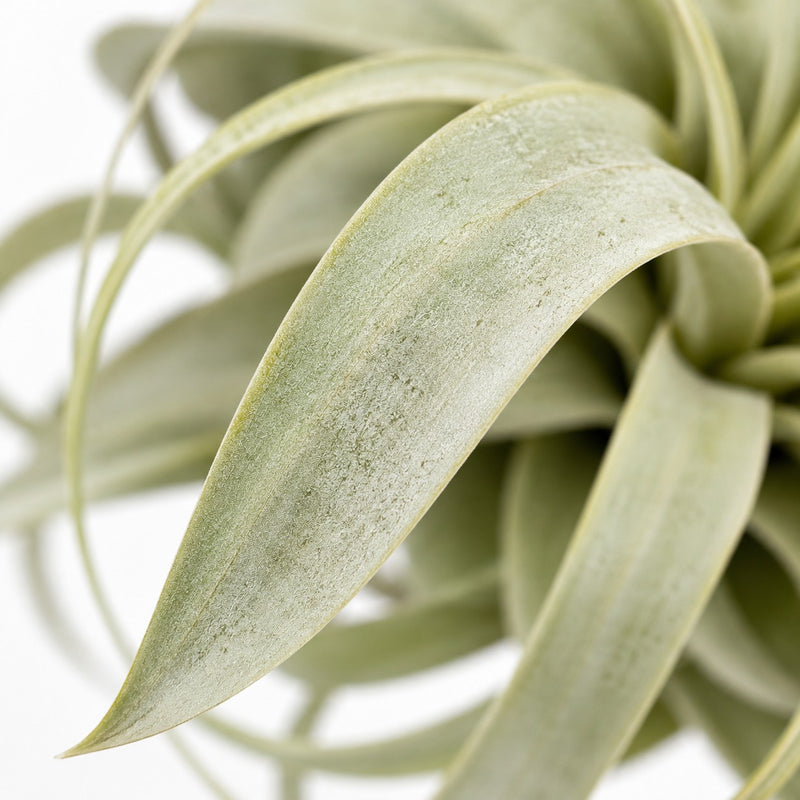 Tillandsia King Xero - 23cm Detail
