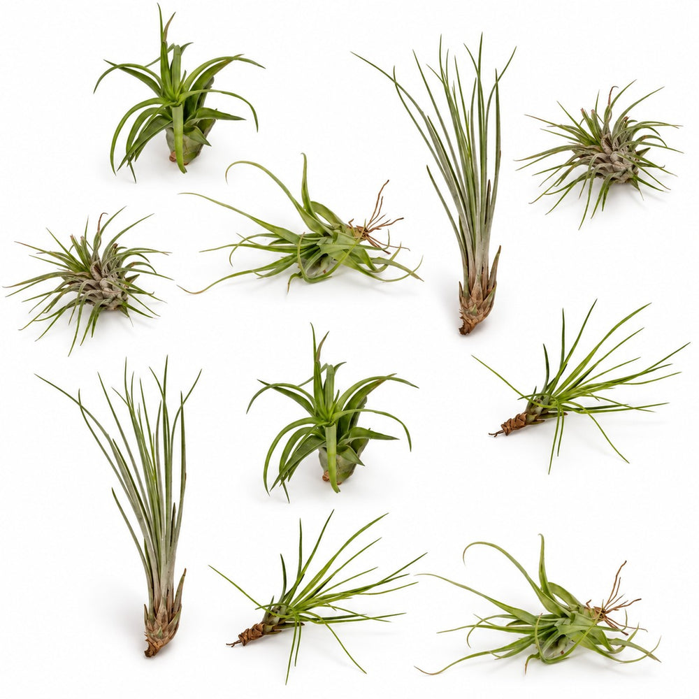 Tillandsia-Mix - 10 Stück - 6cm im Kulturtopf