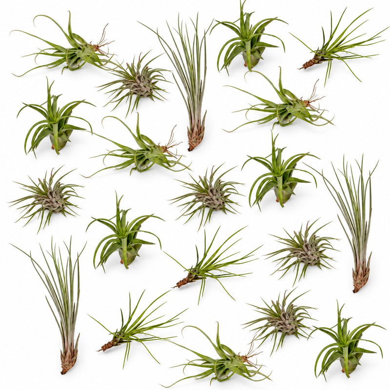 Tillandsia-Mix (20 Stück) - 6cm Detail