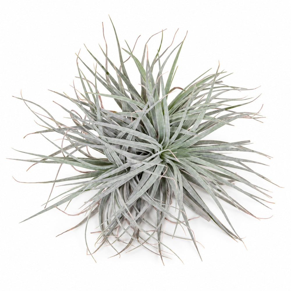 Tillandsia Super Silver XL - 15cm im Kulturtopf