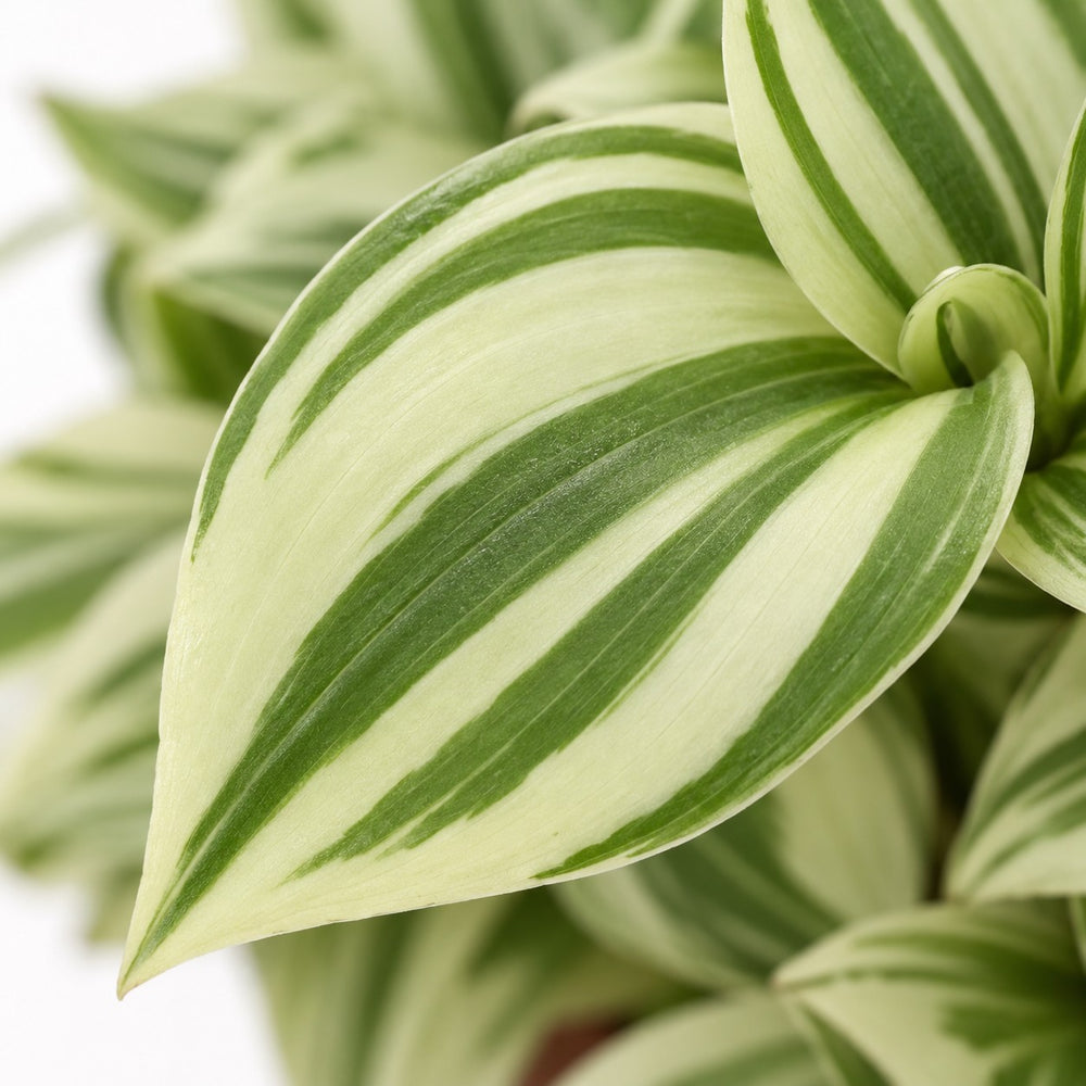 Tradescantia Brightness, Nahaufnahme Blatt