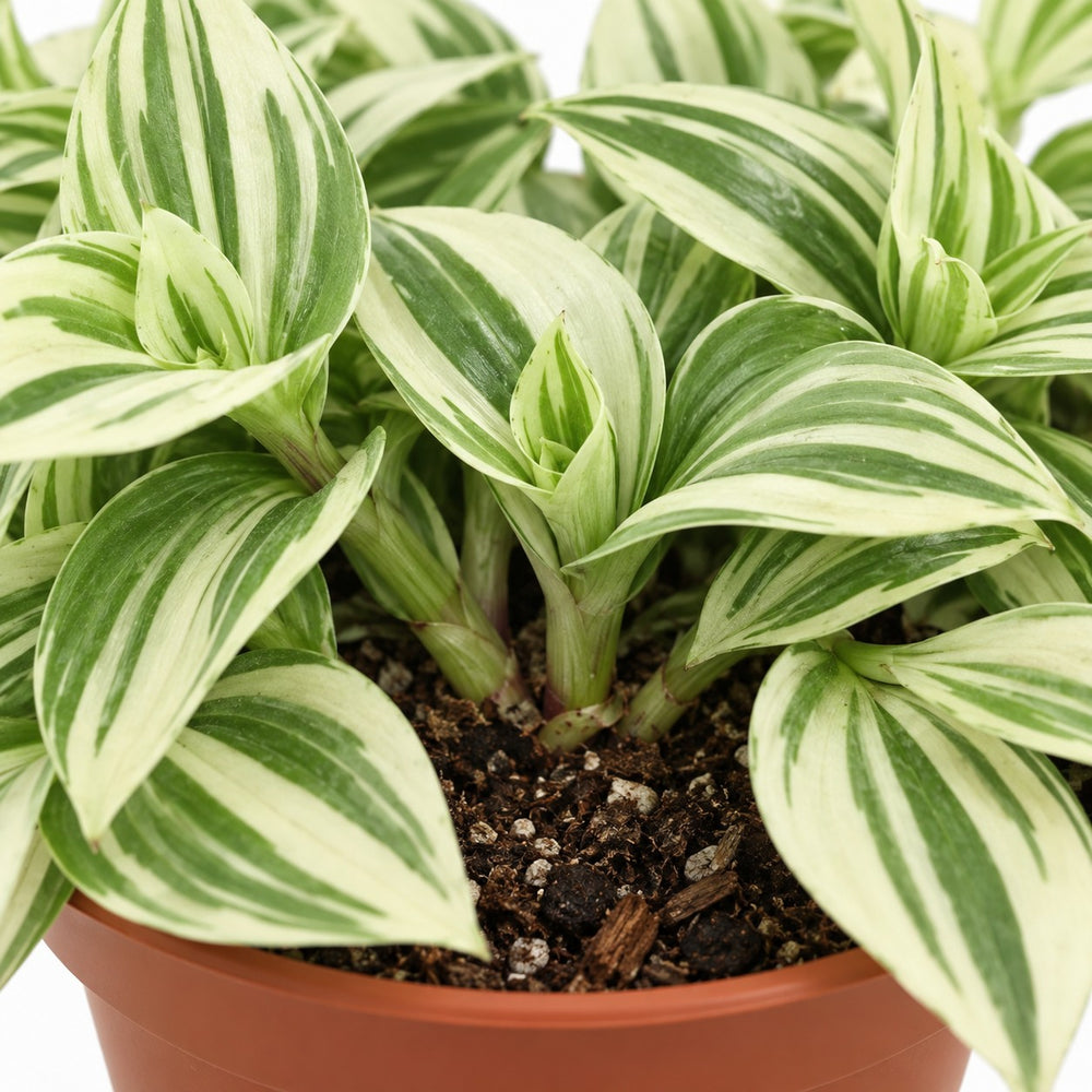 Tradescantia Brightness, Nahaufnahme Wuchs und Triebansatz