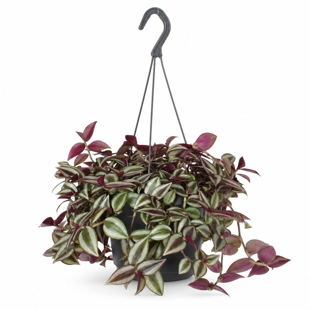 Tradescantia Zebrina Purpusii - 30cm im Kulturtopf