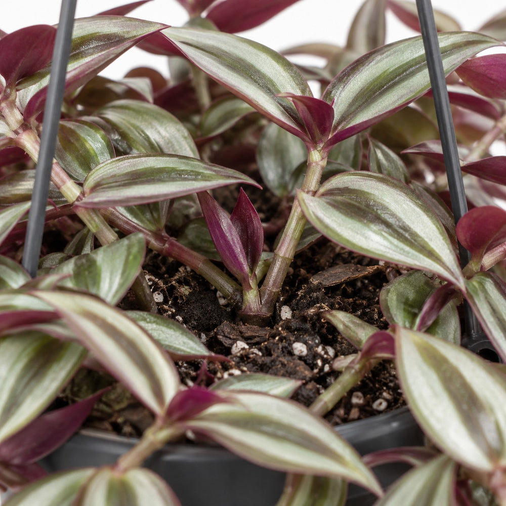 Tradescantia Zebrina Purpusii, Nahaufnahme Wuchs und Triebansatz