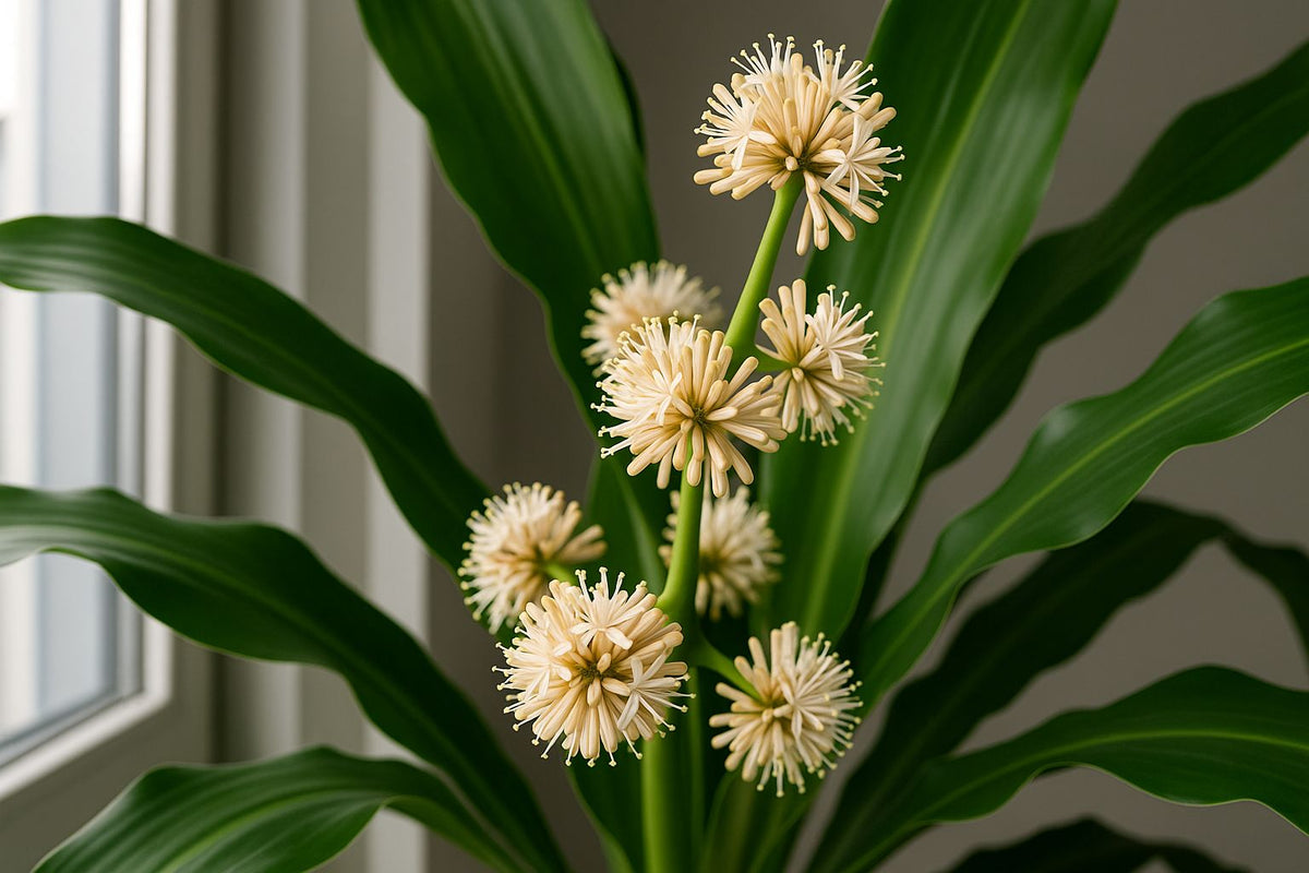 Die faszinierende Blüte des Drachenbaums: Ein seltenes Spektakel