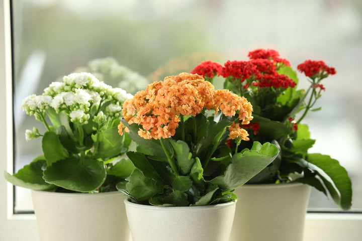 Kalanchoe Pflege im Topf – Gießen, Standort & Blüte