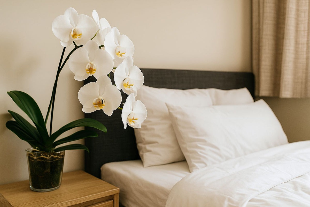 Orchidee im Schlafzimmer: Vorteile, Pflege und Risiken