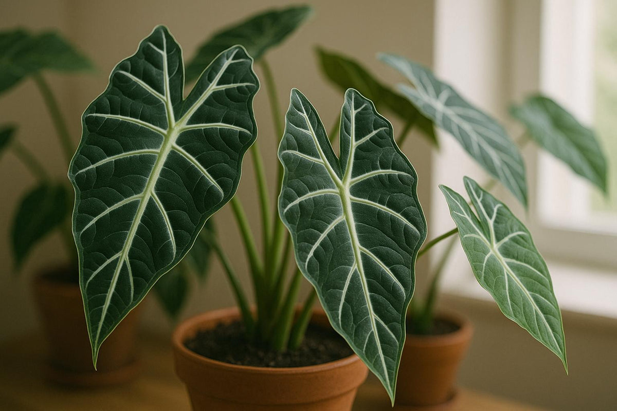 Alocasia-Arten: Tropische Schönheiten für dein Zuhause