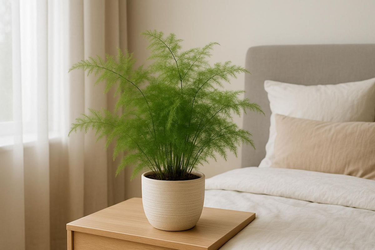 Asparagus im Schlafzimmer: Deine grüne Oase für besseren Schlaf