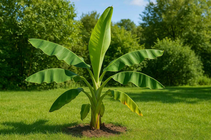 Den besten Standort für deine Bananenpflanze finden