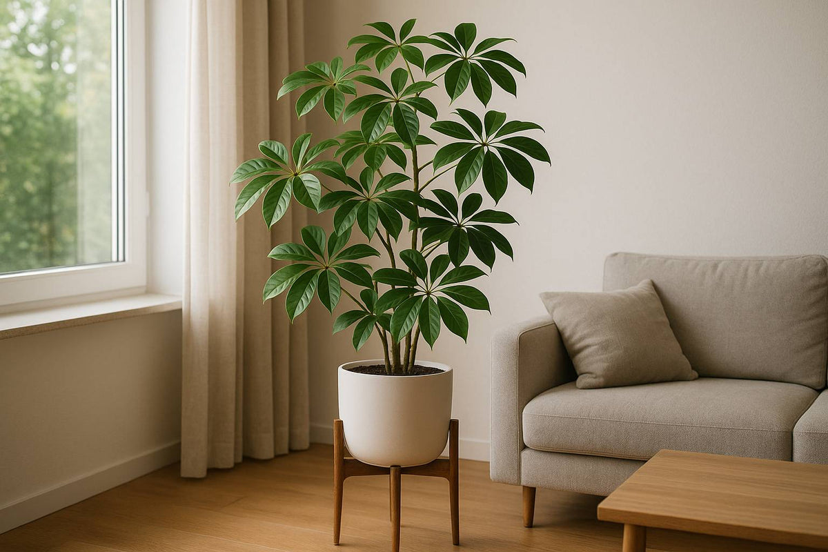 So findest du den besten Standort für deine Schefflera