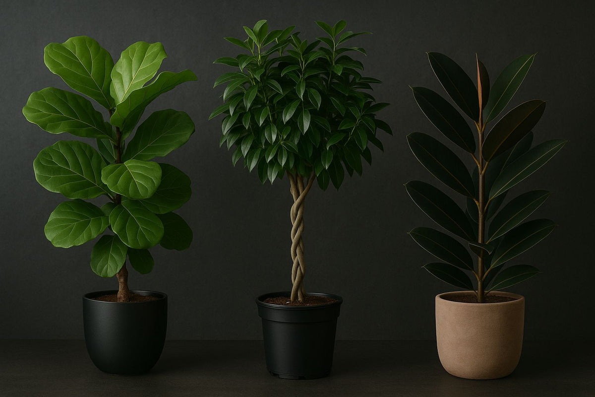 Ficus-Arten: Die schönsten im Übberblick