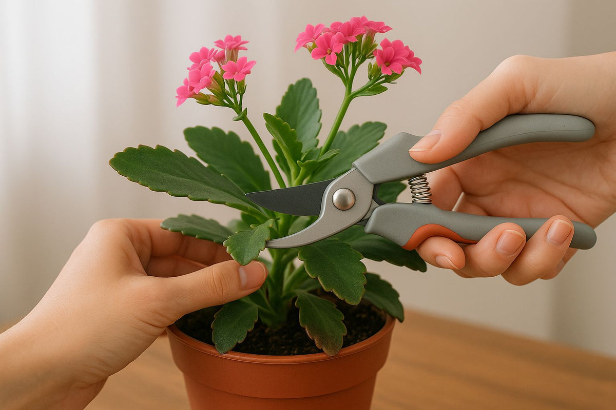 Kalanchoe schneiden: So förderst du gesundes Wachstum