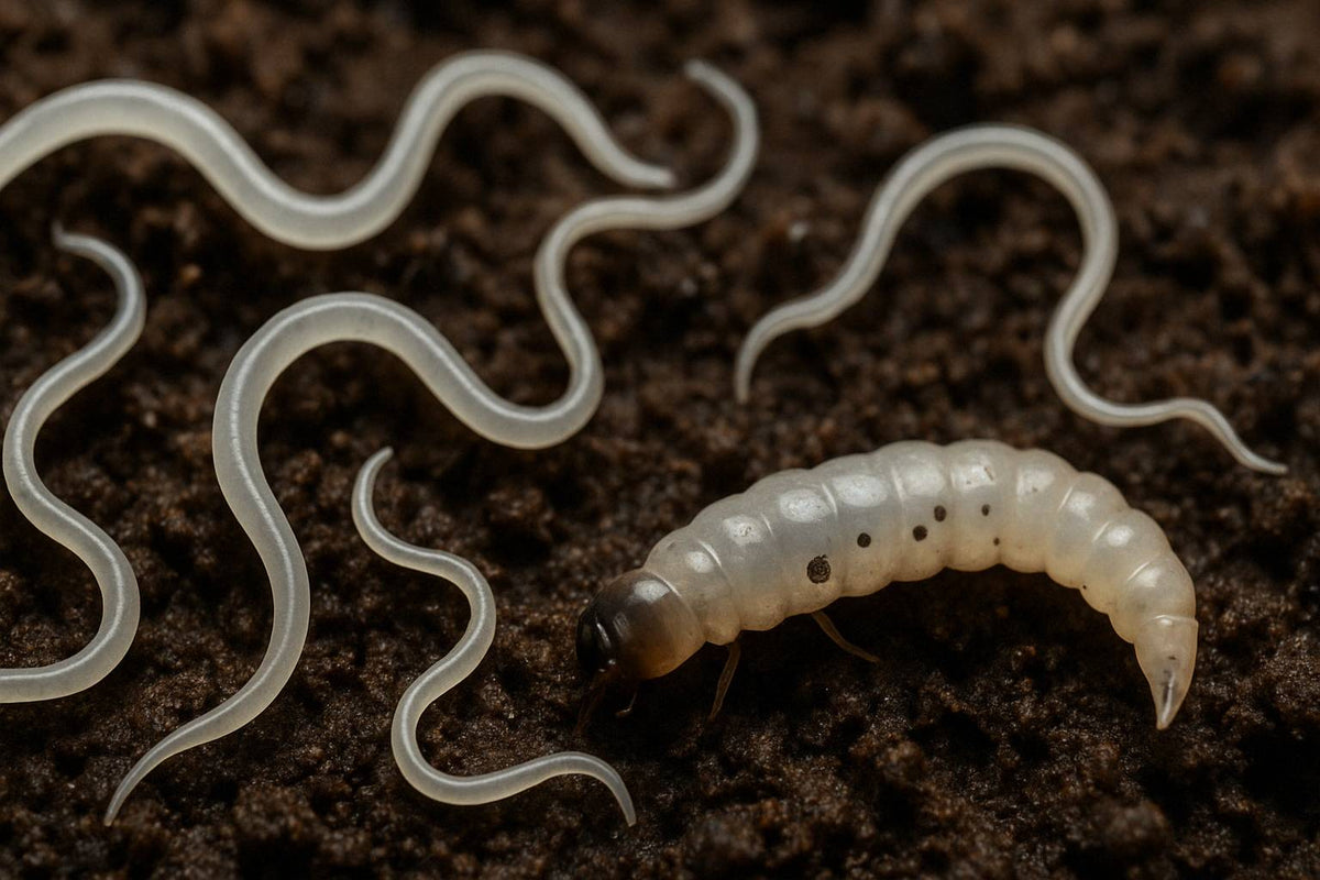 Nematoden: Die natürliche Waffe gegen Trauermücken