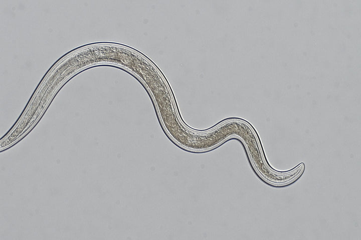 Nematoden: Deine kleinen Helfer für gesunde Zimmerpflanzen