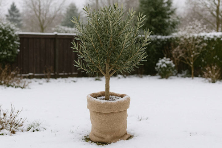 Olivenbaum draußen erfolgreich überwintern