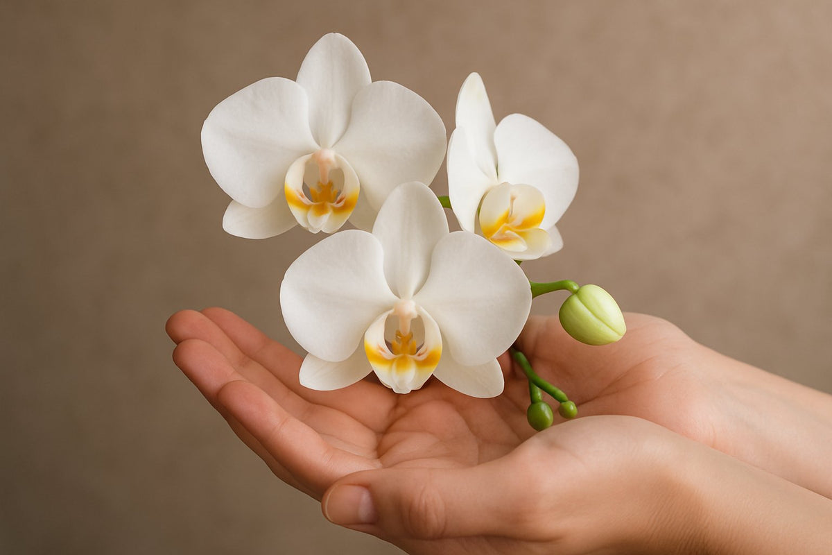 Die Bedeutung von Orchideen: Was diese Pflanzen aussagen