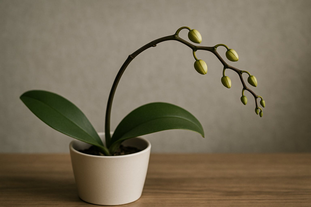 Hilfe, meine Orchidee blüht nicht: So bringst du sie zum Blühen