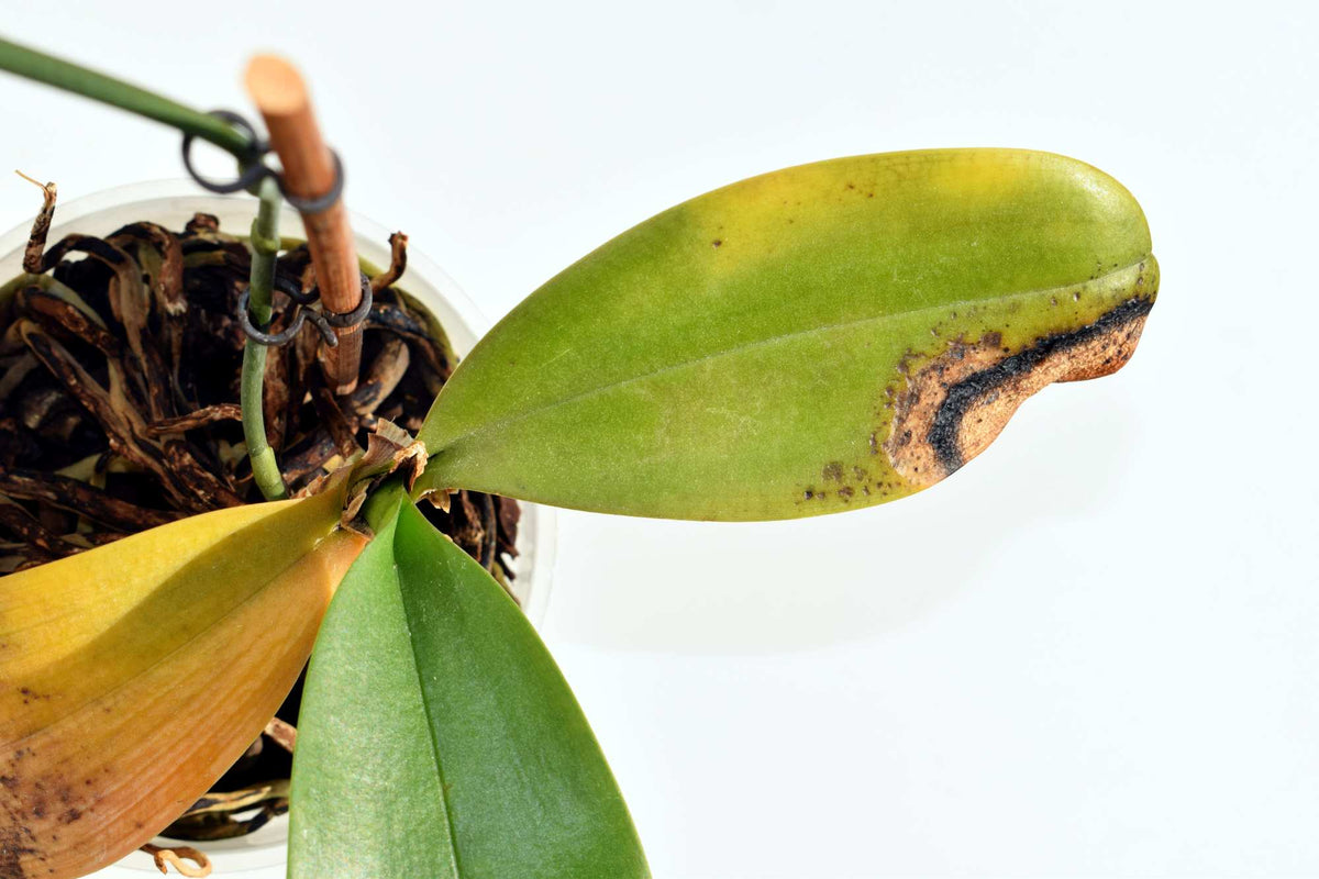 Orchidee braune Blätter: Ursache erkennen und richtig behandeln